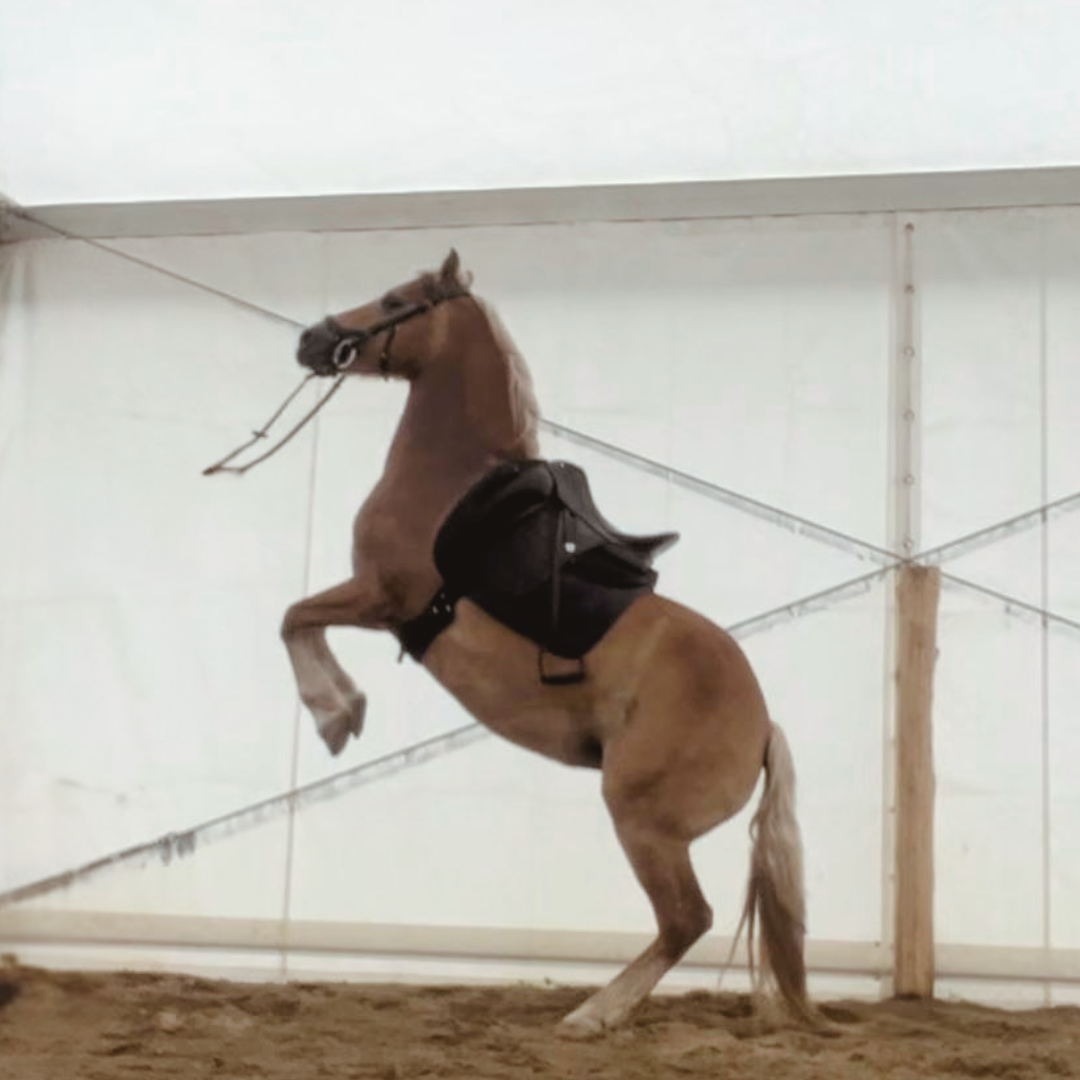 Hipara lectii calorie cai cluj echitatie