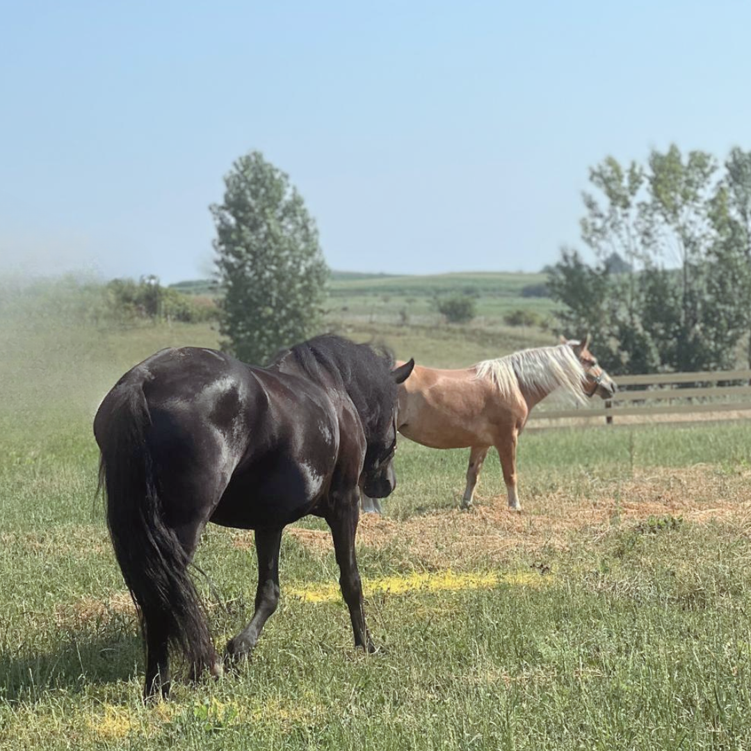 Hipara lectii echitatie cai cluj