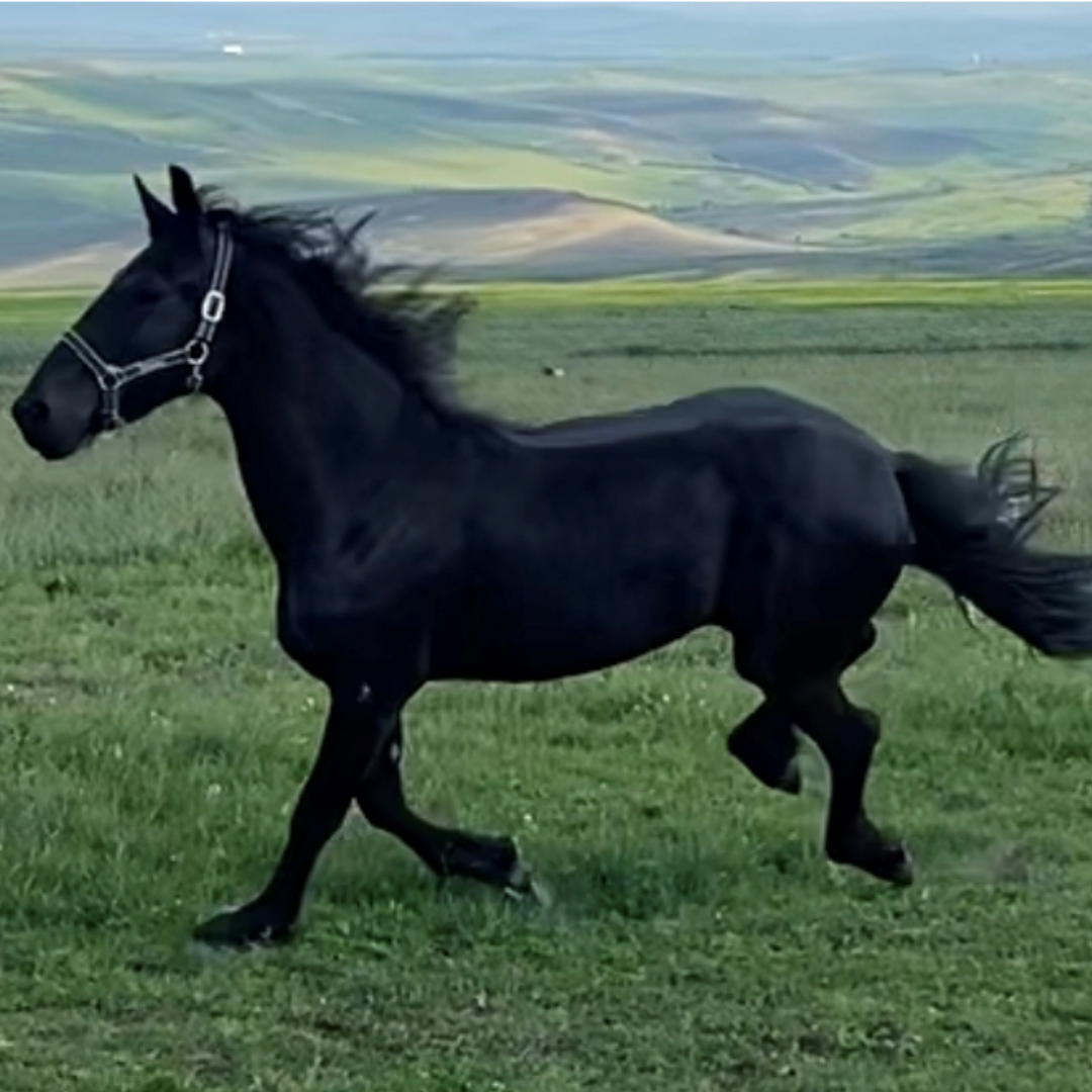Hipara lectii echitatie cai cluj