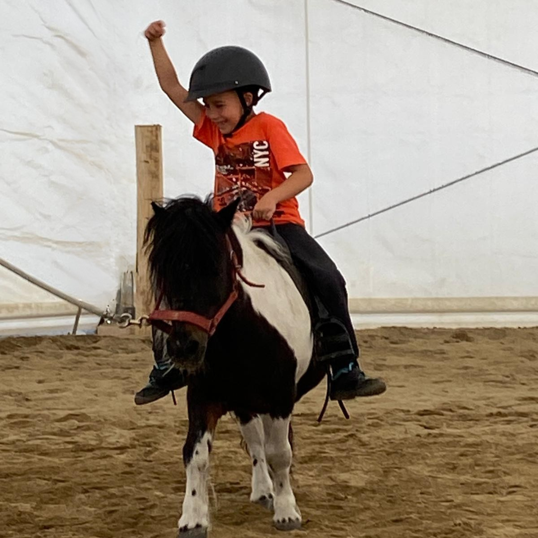 Hipara echitatie aiton cluj