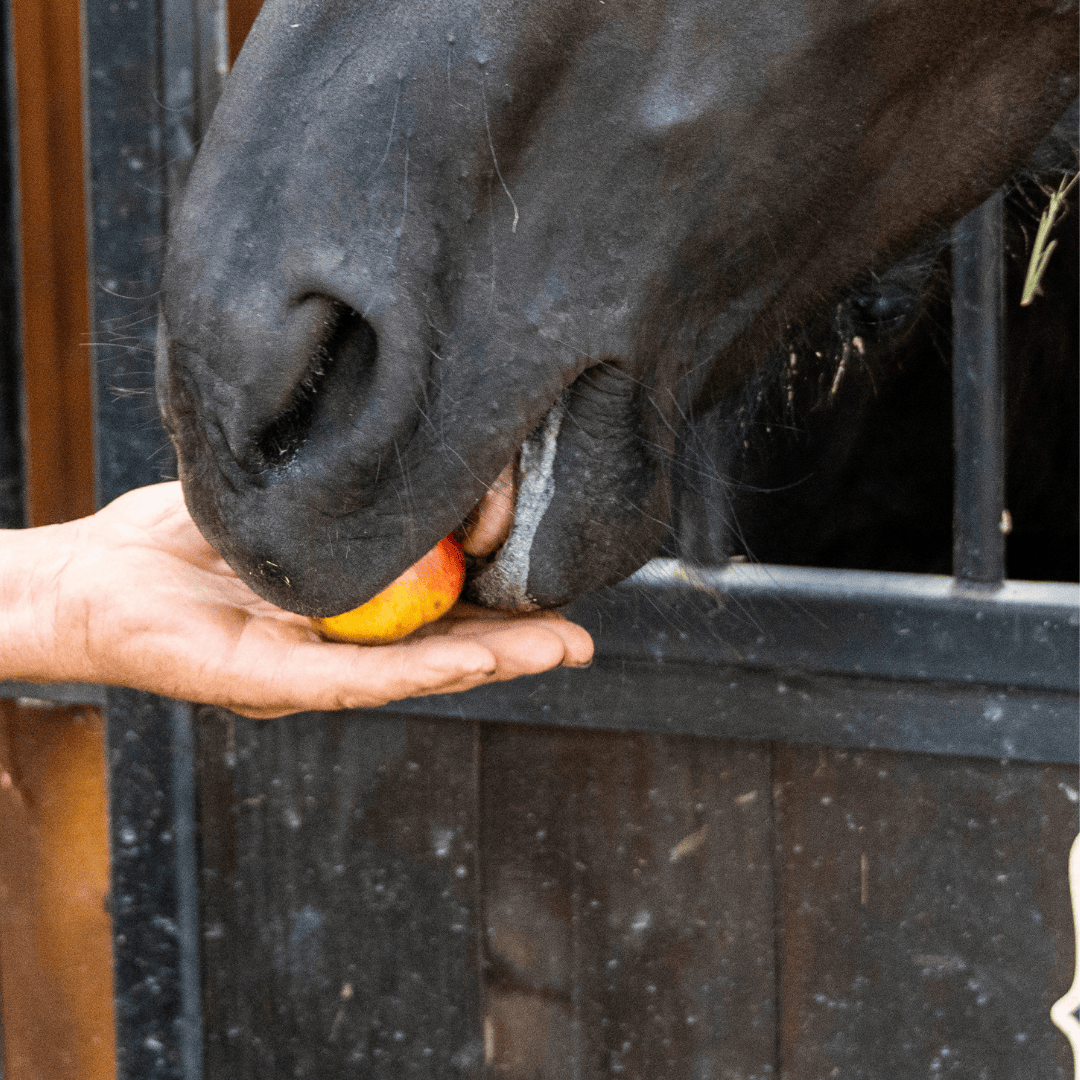 Hipara echitatie cluj