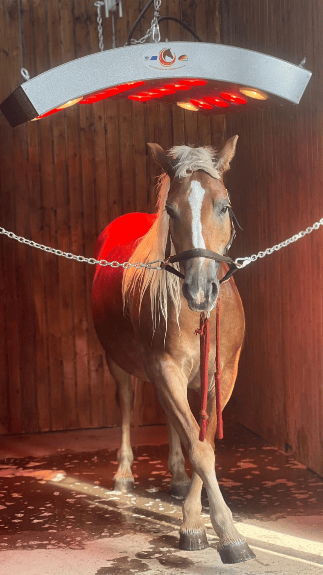 Hipara uscator de cai