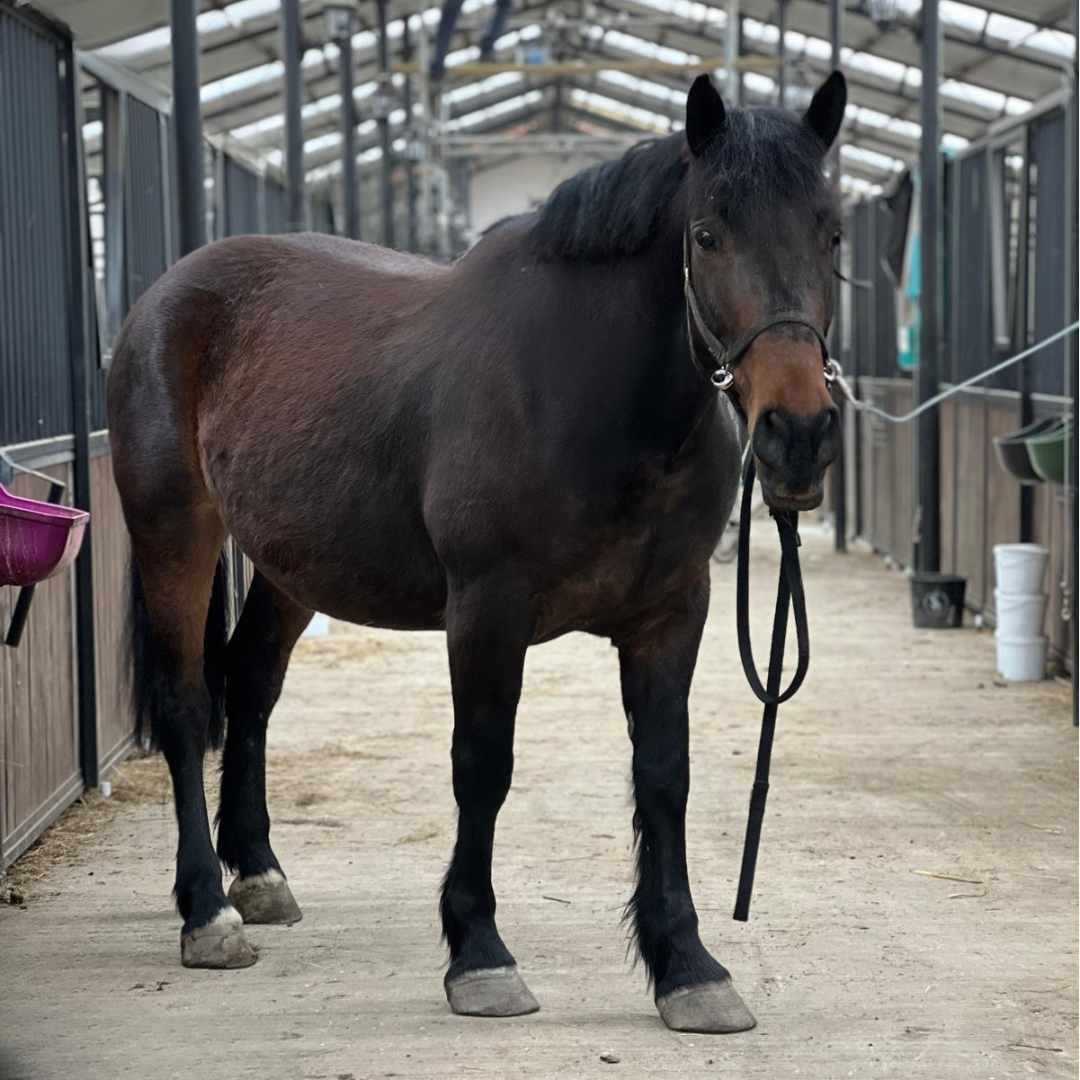 Hipara lectii echitatie cai cluj lectii calarie