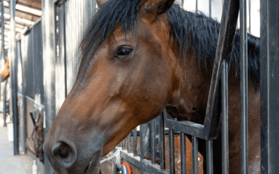 Lucruri pe care calul tău le-ar scrie într-un review despre pensiunea noastră (dacă ar avea tastatură)