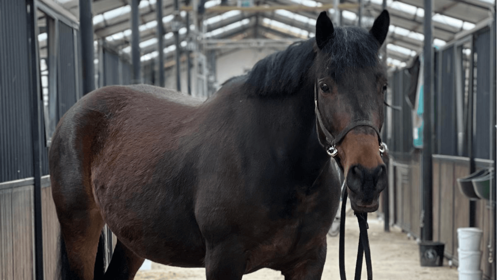 Hipara 7 mituri despre echitatie recreativa