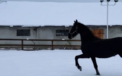 Ghid practic de iarnă pentru proprietarii de cai
