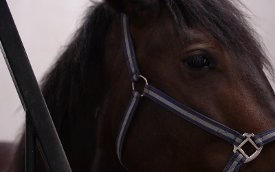 Cât contează distanța când alegi o pensiune de cai