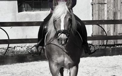 Mitul calului care se adaptează la orice